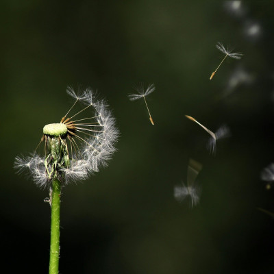 Test Diagnostico molecular de Alergias